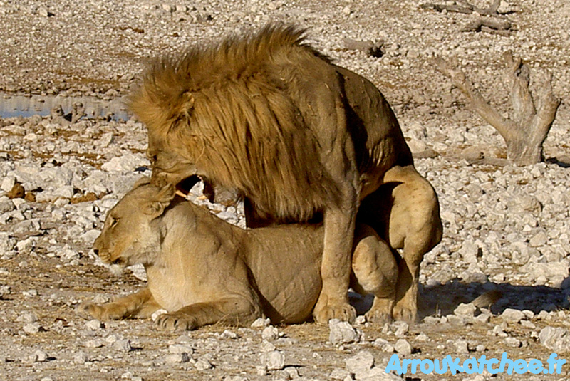 Lion et lionne à Etosha